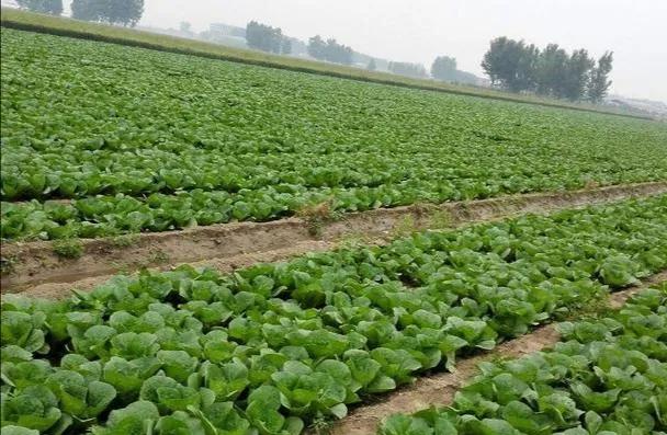 立意新颖的作文范文5篇四年级,立意新颖的作文范文小学