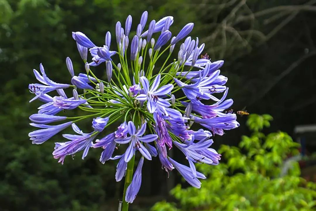 一个安徽爷爷，花1万块种出5000㎡私家花园，被评为中国最美