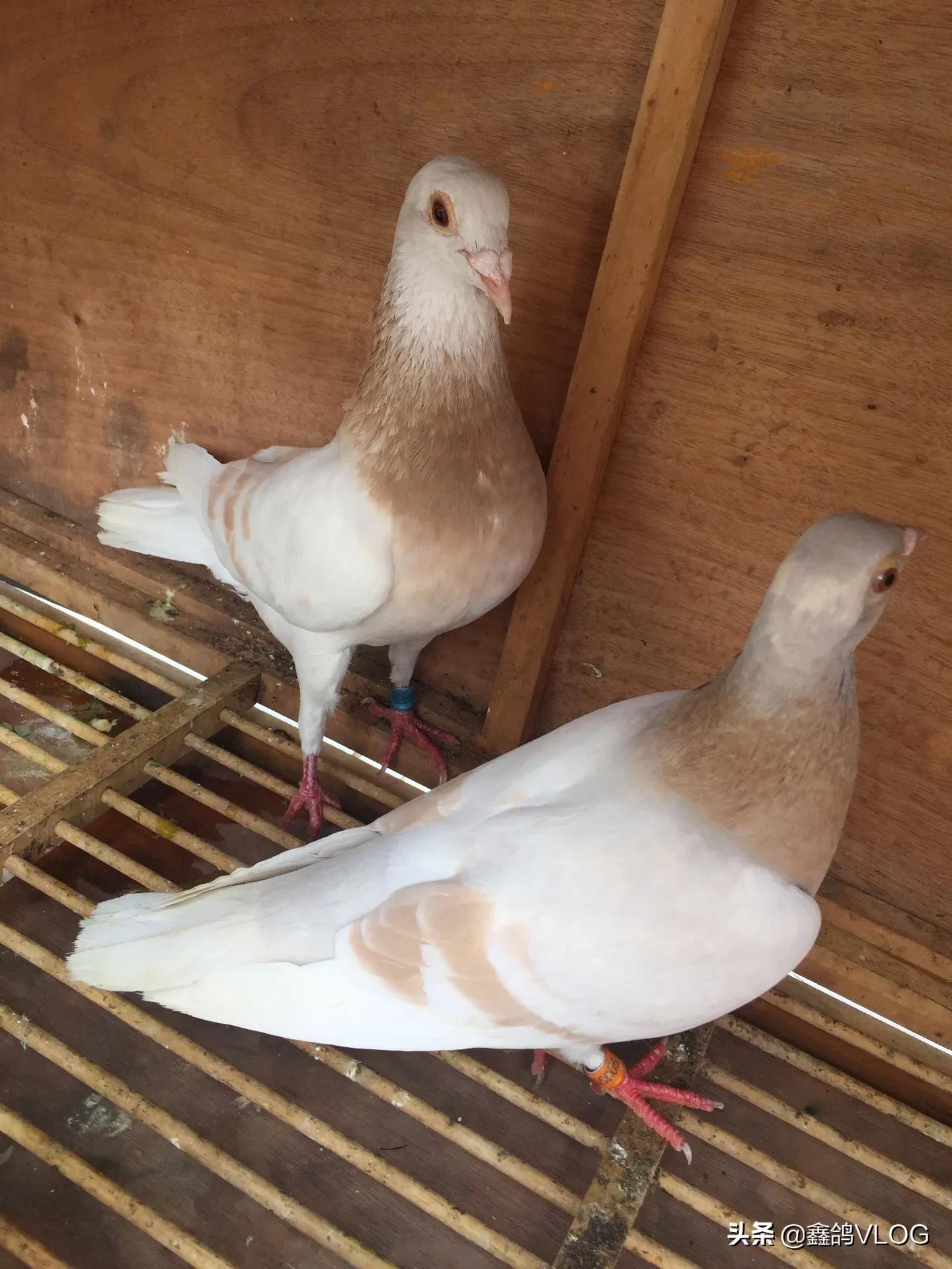 鸽子毛滴虫是什么症状图片,毛滴虫鸽子症状