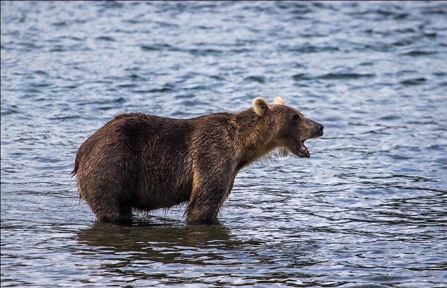 加拿大遇到熊会到路边吗,在幽深洞穴里探险遇到熊该怎么办