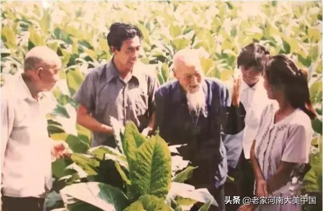 许昌襄县烟叶烘烤基地,河南许昌襄城县烟叶基地