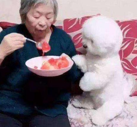 比熊犬的这6大缺点,比熊犬容易出现哪些问题