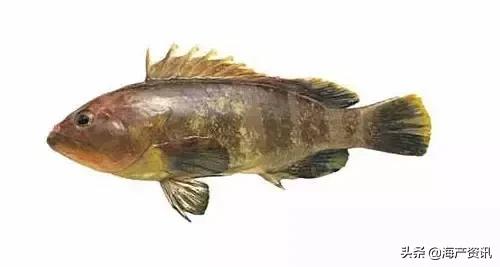 海洋科普世界上都有什么鱼,十种受欢迎的海鲜鱼类