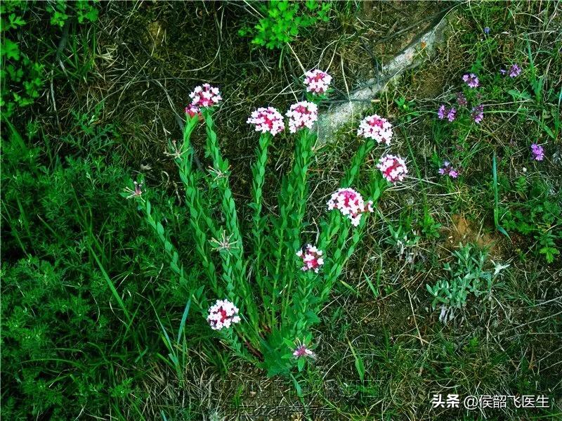 每天一味中药柏子仁饮片,每天一味本草