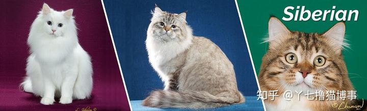 有哪些好看的家养猫,最适合家养的猫咪品种不掉毛