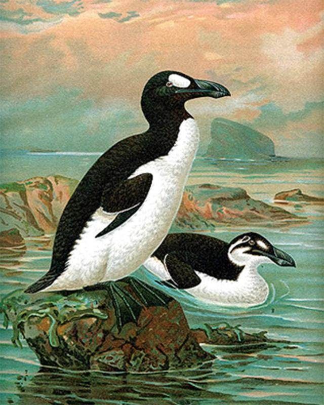 北极有北极熊，南极有企鹅，它们为何要在极地生存？两极外还有吗