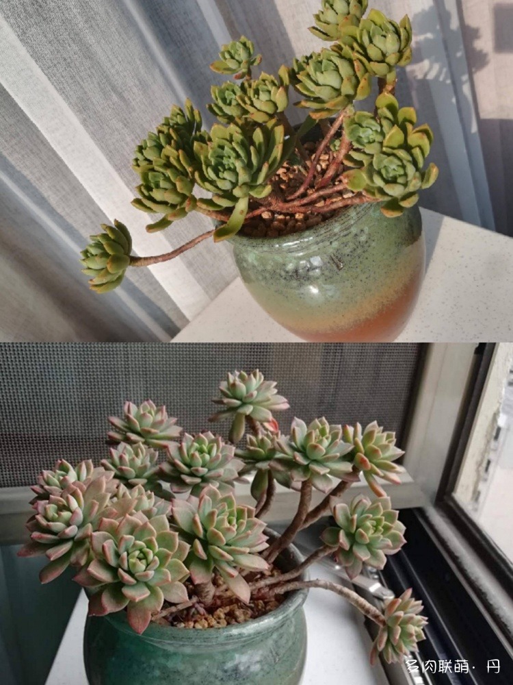 多肉长大了越来越好看,服盆期多肉变小
