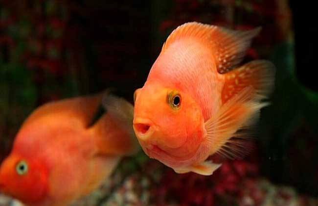 鹦鹉鱼有黑斑是怎么回事,鹦鹉鱼长黑斑是什么原因