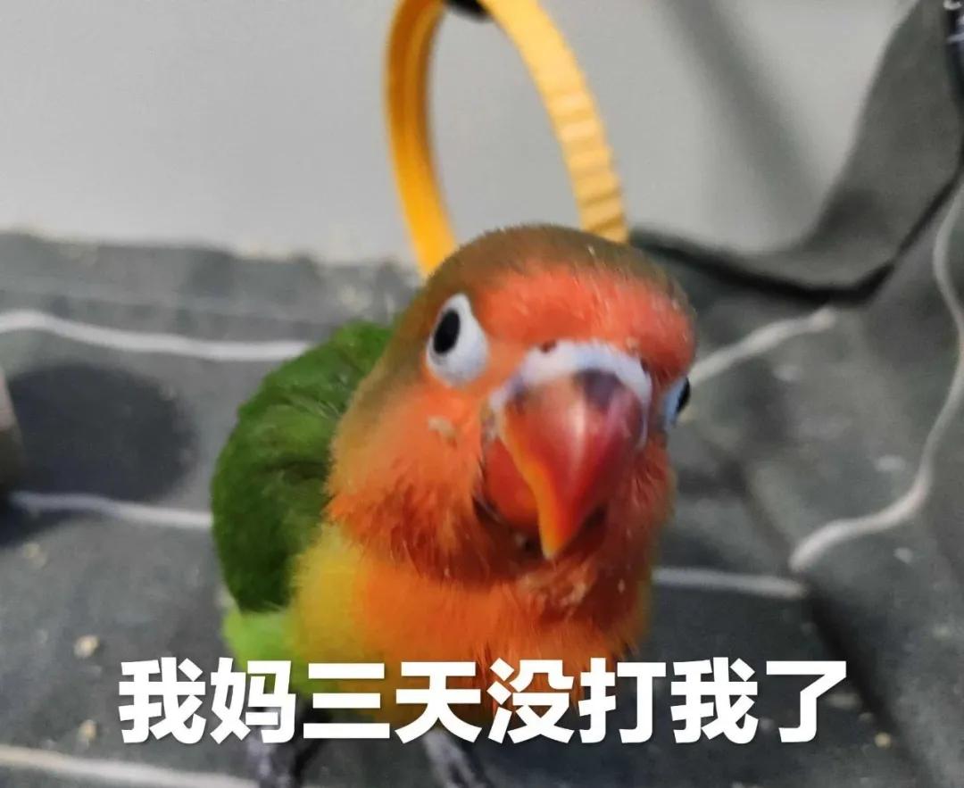 小狗用英语怎么说儿歌,小狗用韩文怎么说