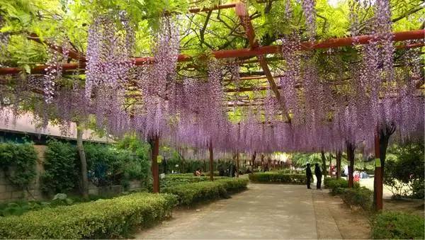 这才是上海最好的牛肉面,近期上海最牛的区