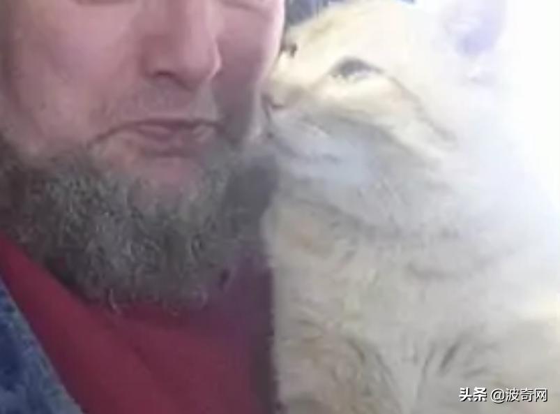卡车司机收养流浪猫三只,卡车司机收养流浪猫抖音