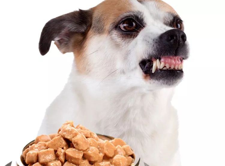 狗狗特别护食还想咬人,狗狗喜欢乱咬乱叫