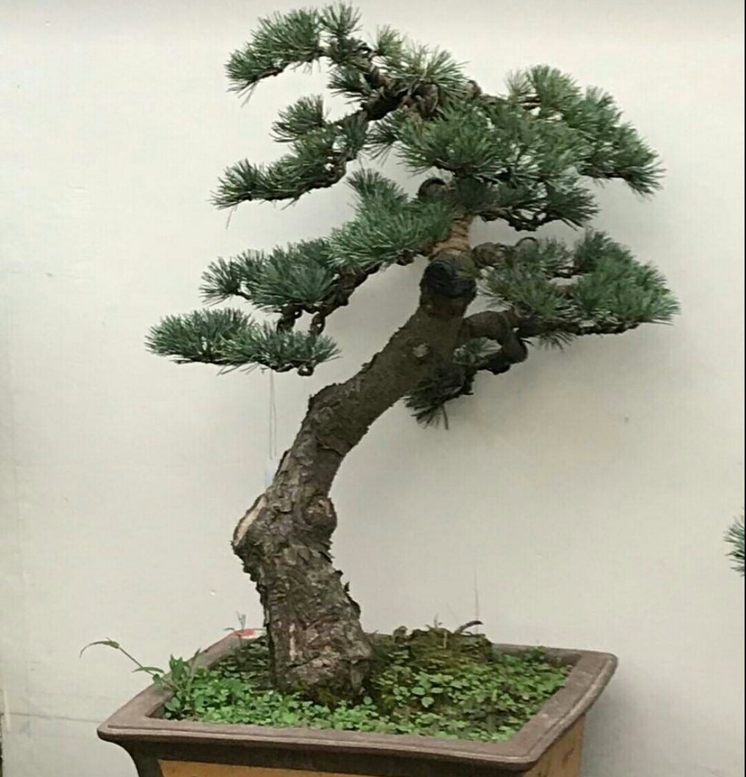 极品山松盆景造型,山松盆景怎样种