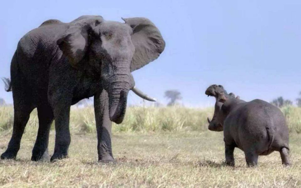 霸王龙比非洲象大多少,霸王龙和大象体型对比