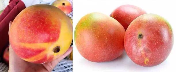 芒果树最甜的品种,芒果树哪种品种好吃