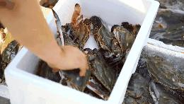 青岛西海岸富人区价格,有一种炫富叫做湛江开海