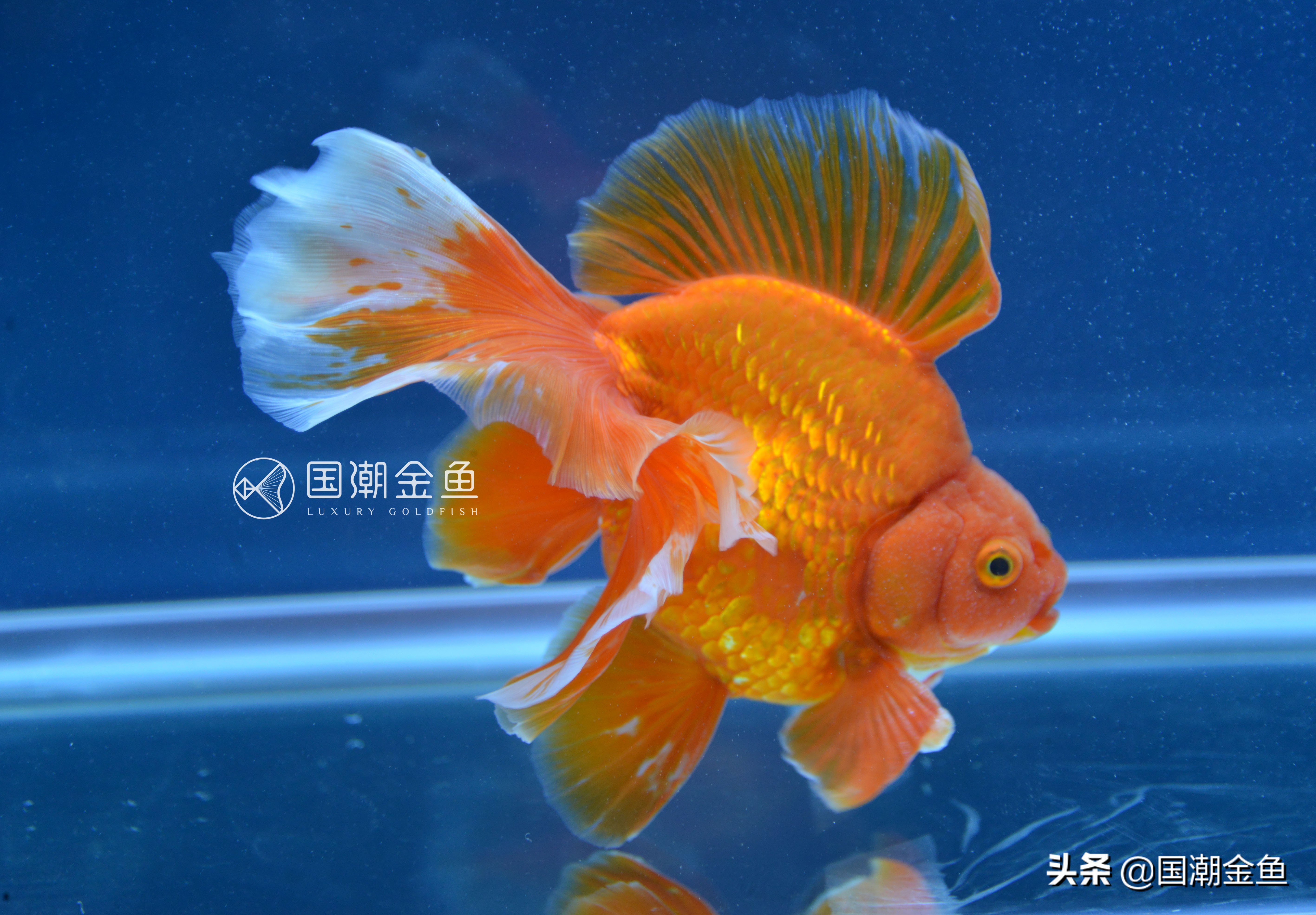 最理想的适合新手养殖的金鱼品种,有哪些特别适合新手养的金鱼品种