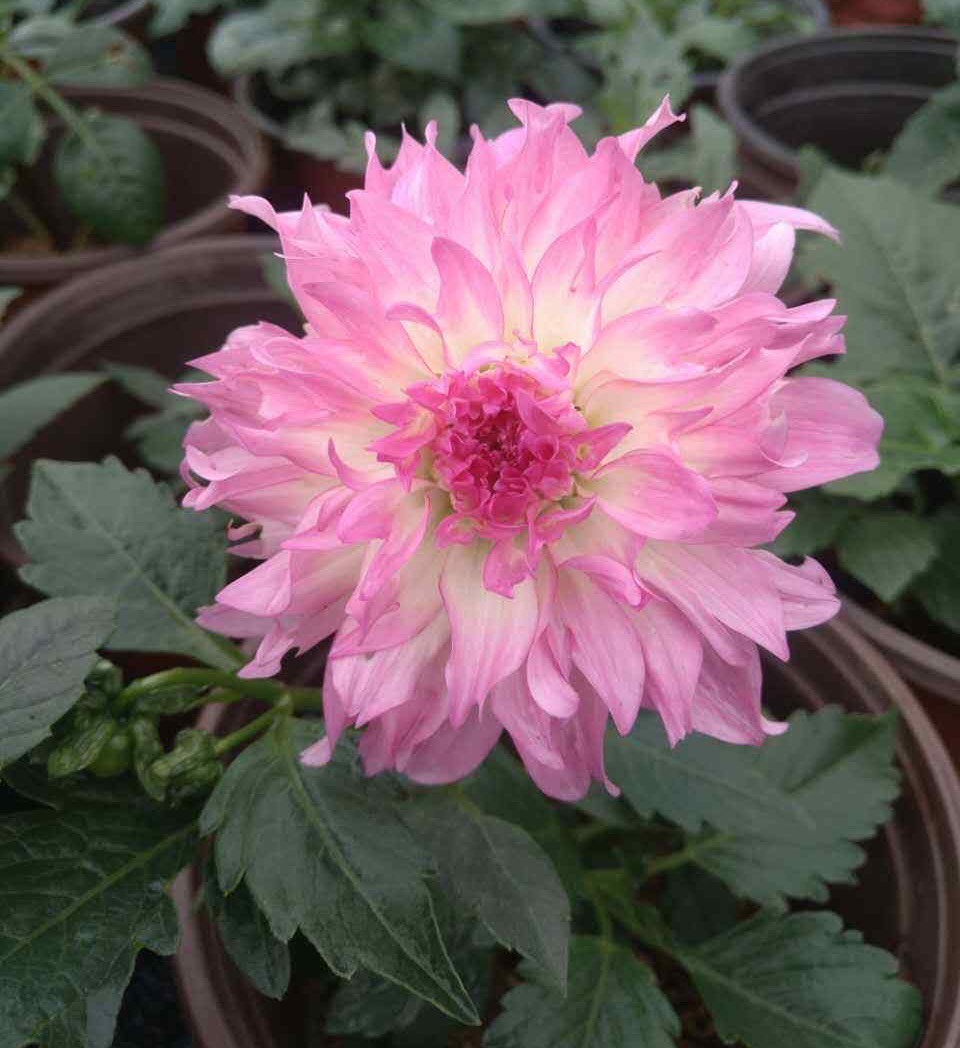 大丽花怎么种植,大丽花地栽种球的种植方法