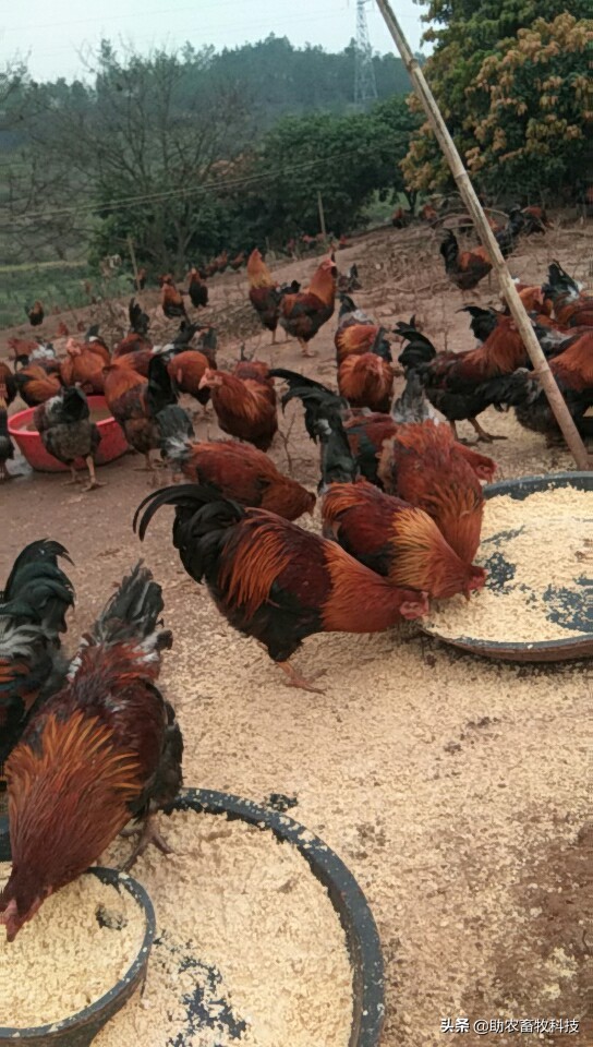豆渣发酵饲料促生长易吸收,豆渣怎样发酵变成饲料养鸡
