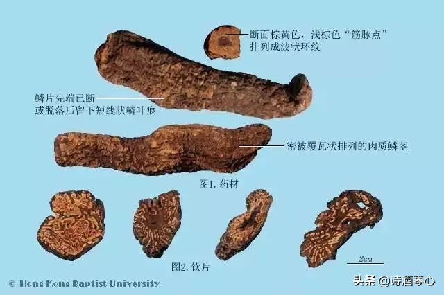 中医肉苁蓉的正确吃法大全,每天一味中药巴戟天