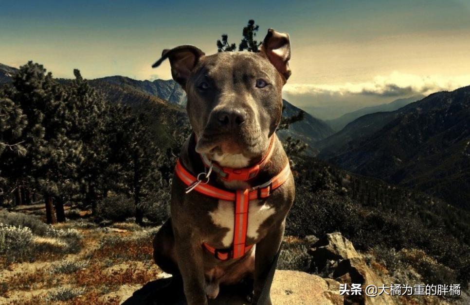 特好养的5种狗狗你不养一只吗,这七种狗狗非常好养