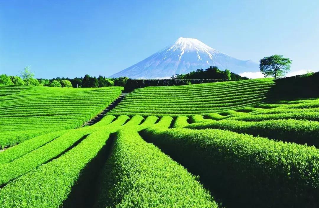 抹茶有哪些好物,抹茶高颜值饮品有哪些
