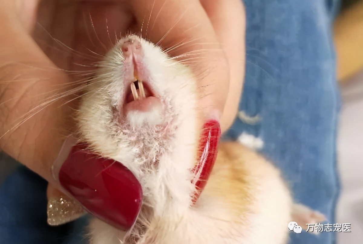 仓鼠的常见疾病及应对方法,仓鼠肠道疾病怎么办