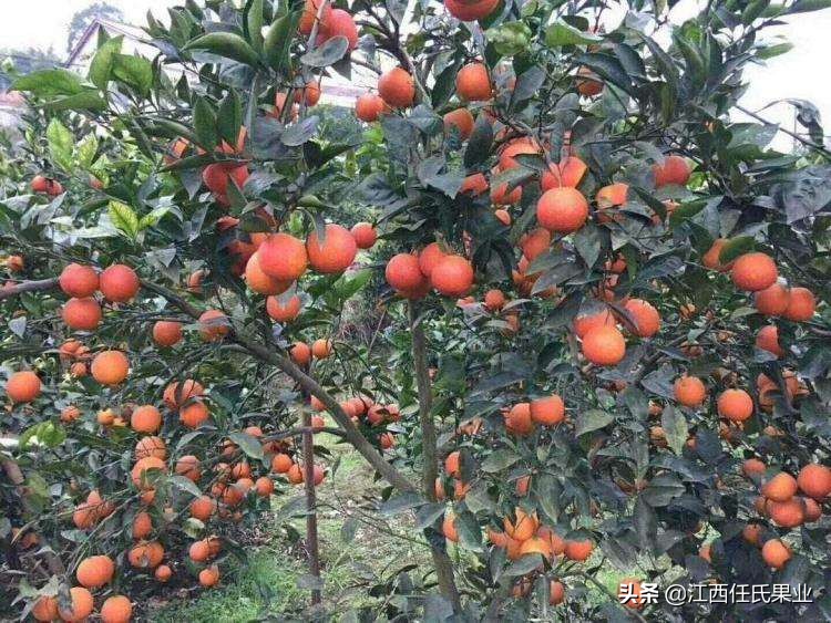 唯一含花青素的血橙,血橙里面红色的果肉是花青素