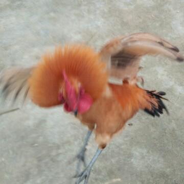 炮制天麻最简单的方法,姜制天麻炮制方法