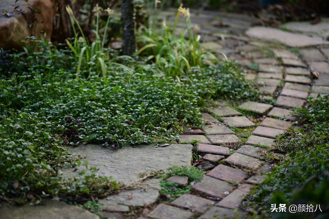 零下9度来袭，花园里的绿色是那么动人|园丁