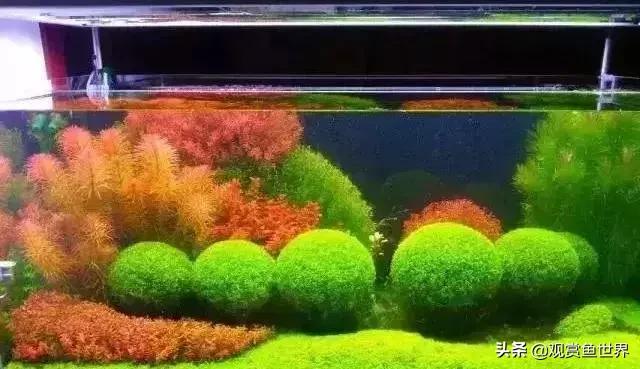 草缸爆藻100天怎么办,草缸的维护和控藻