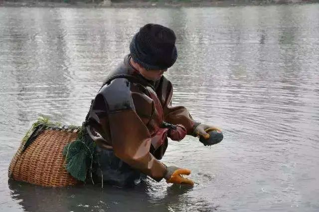 广州美食西施舌,中国美食西施舌