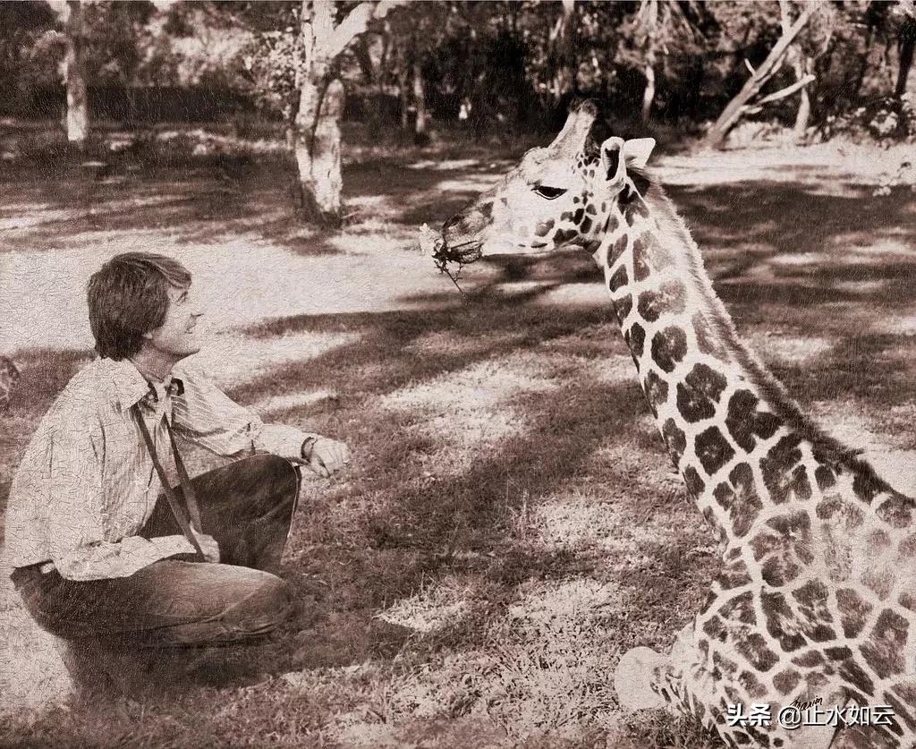 吃长颈鹿治艾滋病?为保护谣言下的生命他们建了家世界唯一的酒店