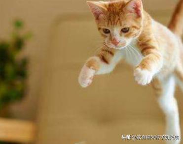 猫咪最怕吃什么东西,猫咪饮食喂猫常见的六种错误
