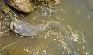 野钓鲶鱼技巧及方法,胡子鲶鱼钓法