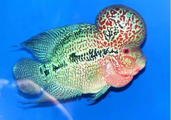 罗汉鱼苗是不是罗汉鱼,罗汉鱼苗需要什么样的水质