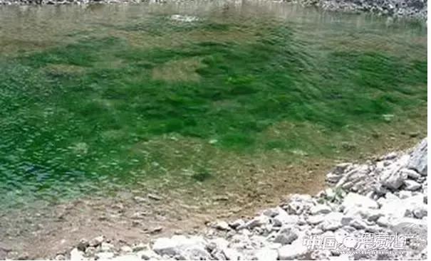 刚刚开始养殖对虾如何清理虾塘,对虾养殖ph值所反映的水质问题