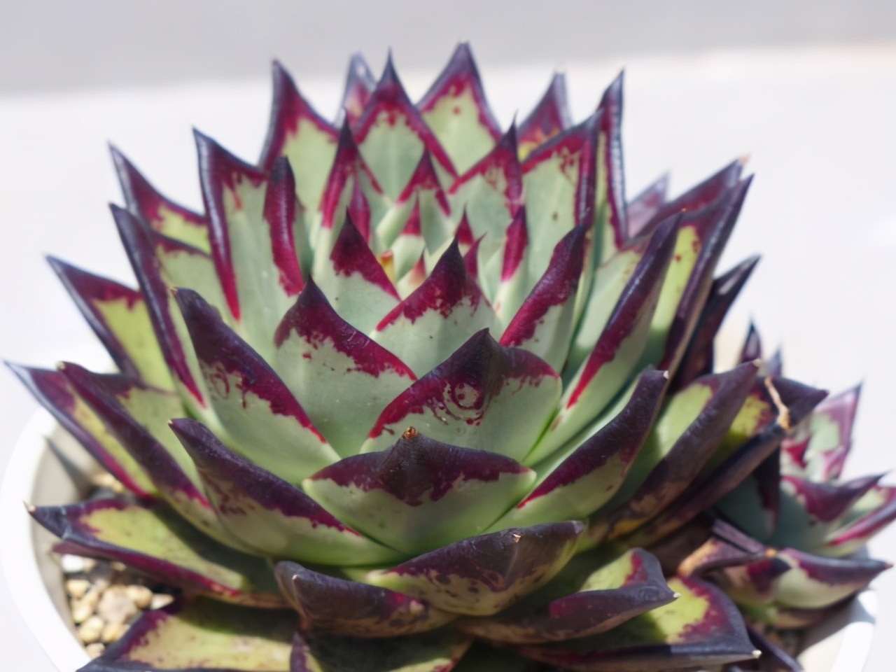 多肉冻伤了怎么挽救,轻微冻伤的多肉叶片还能恢复吗