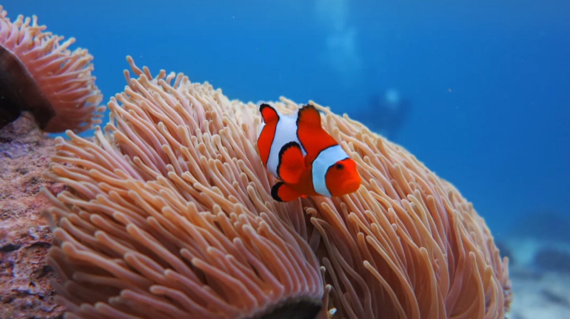 深潜与浮潜,深潜浮潜海钓