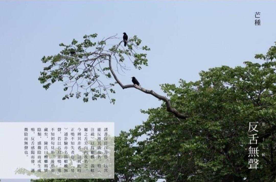 芒种二十四节气什么意思,二十四节气芒种背景音乐