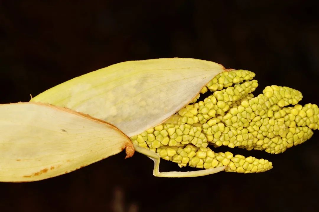 云南人最认同的本地食材,外省人来云南没有见过的菜