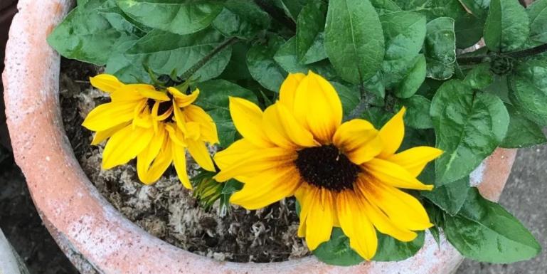 喜欢向日葵就栽一盆它吧！注意3点既能观赏又能吃