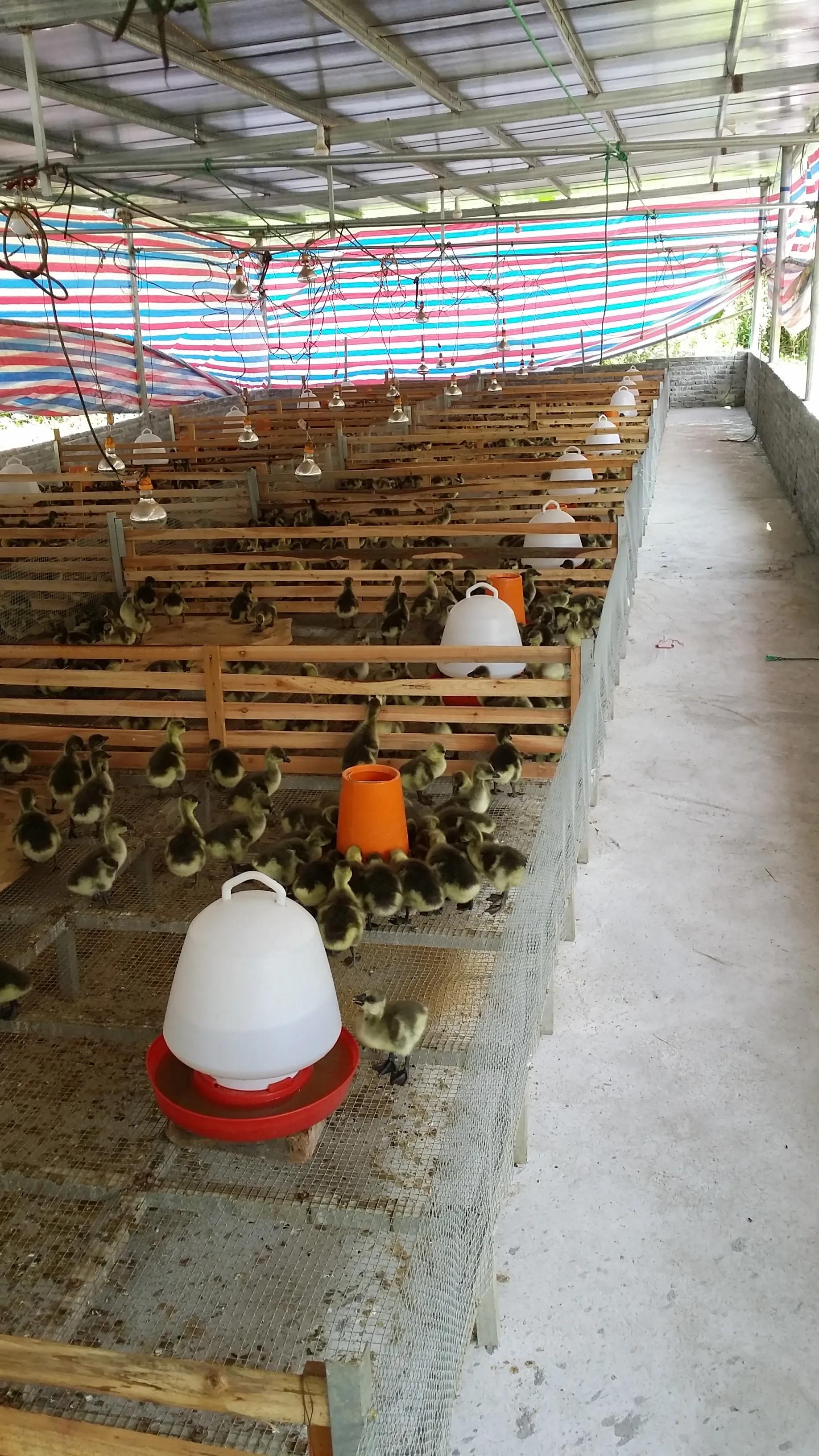 育雏垫网如何搭建,小鸡育雏笼垫网怎么铺