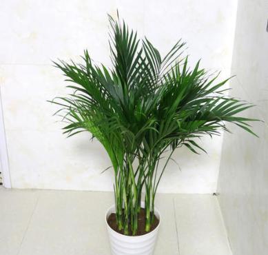 家里养凤尾竹的风水,家庭盆栽凤尾竹怎么施肥