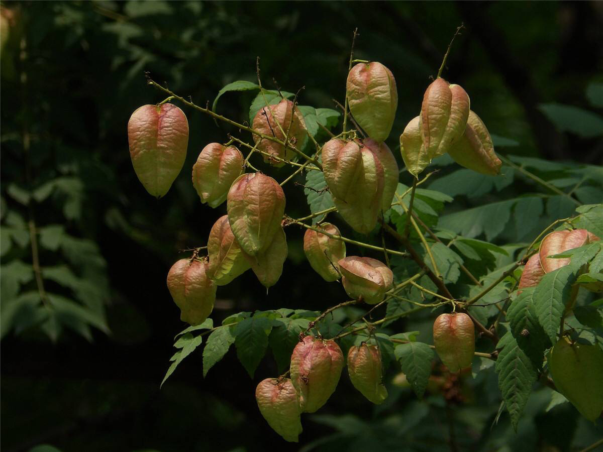 摇钱树的治病方法,让中药材成为摇钱树