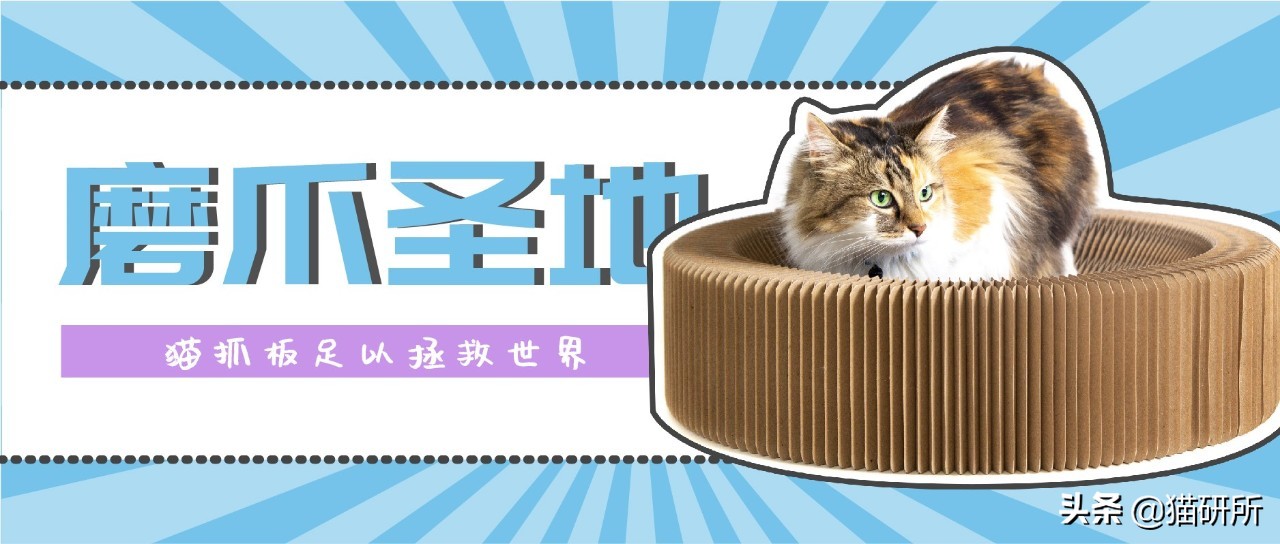 怎样挑选猫抓板,什么板材适合做猫抓板