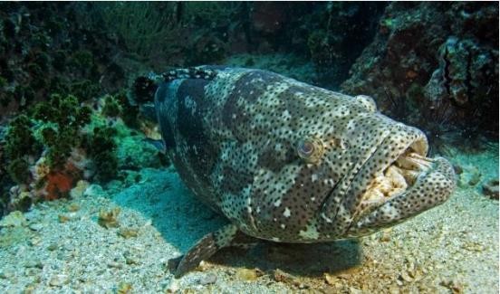 路亚鱼种类大全,长江鱼种类大全图片