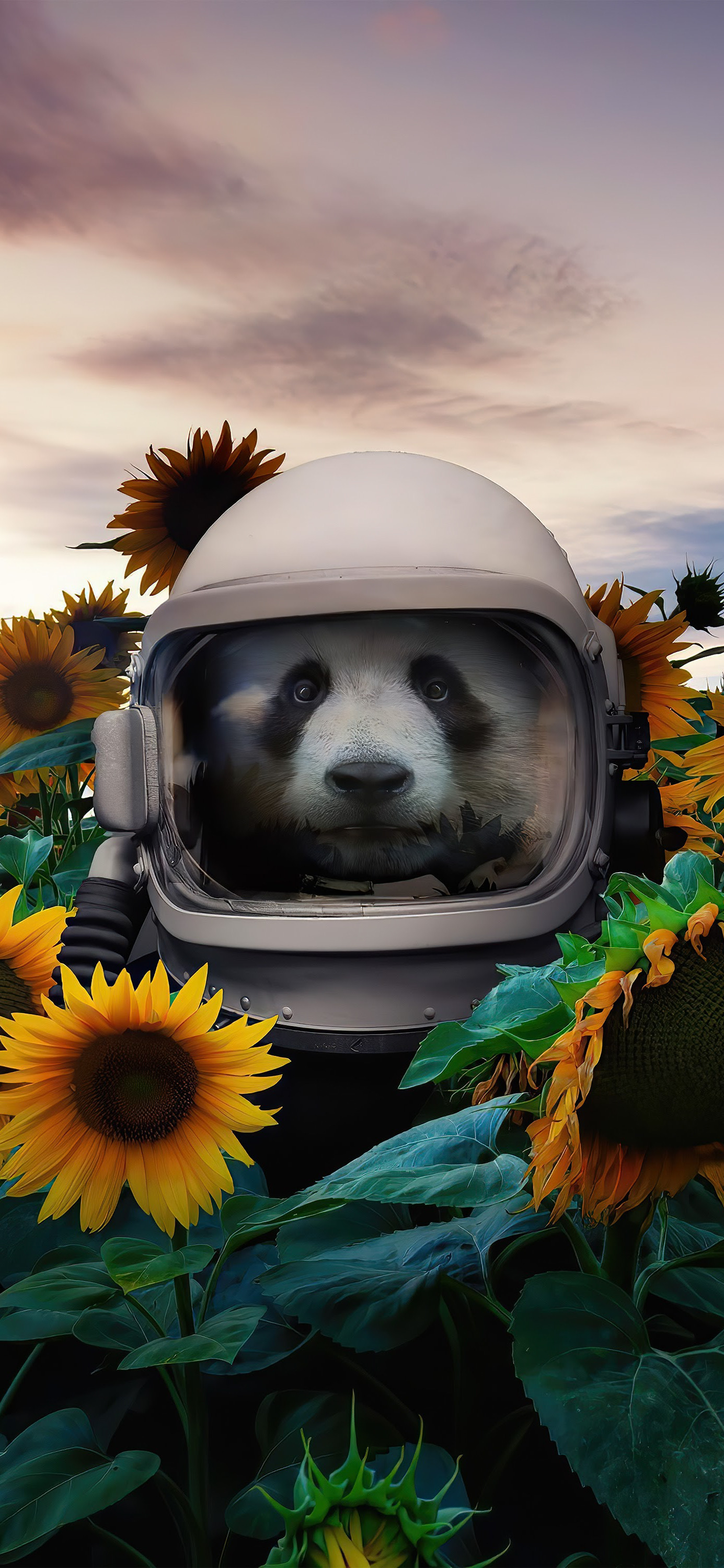 花鸟壁纸动物壁纸,动物壁纸高清手机壁纸