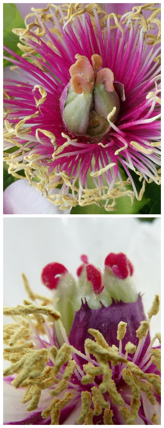 荣耀v20能微距拍照嘛,荣耀v20的相机微距在哪里