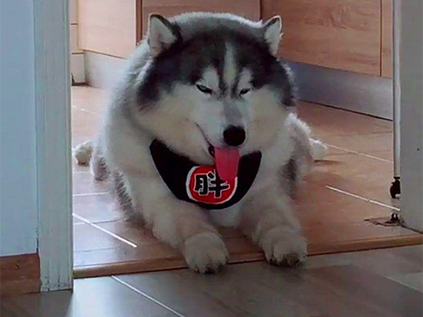 狗狗为什么养不胖,铲屎官必知的6个狗狗喂养好习惯